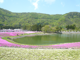 sibazakura2015-02