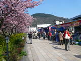 河津桜5