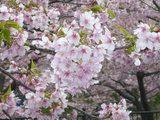河津桜2