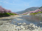 河津桜3