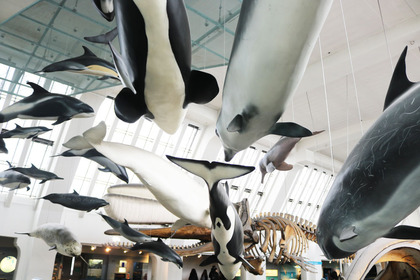 博物館のイルカの展示