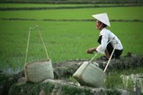 Local Scenery of Vietnam