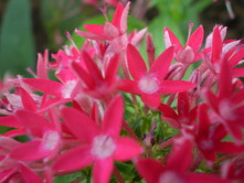 2010 garden 085