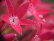 2010 garden 071