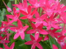 2010 garden 089