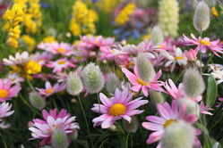 macro lens 021