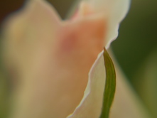 ���ɸ��ȳ��� 006