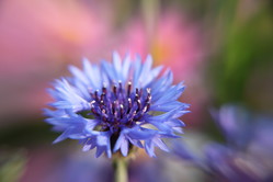 macro lens 032