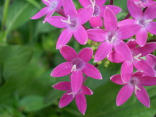 2010 garden 084