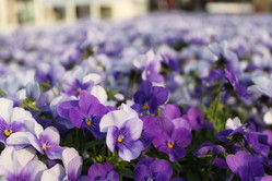 macro lens 034