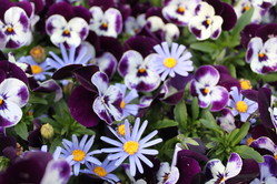 macro lens 039