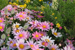 macro lens 023