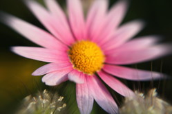 macro lens 031