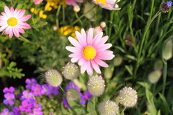 macro lens 030