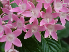 2010 garden 086