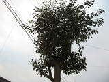 1ee75d8b.JPG