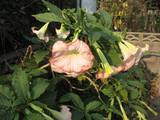 d0bb5224.JPG