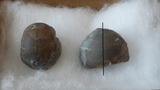 IMGP0729