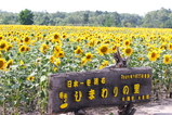 �Ҥޤ�ꡡ1