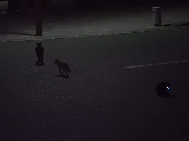 DSCN5430