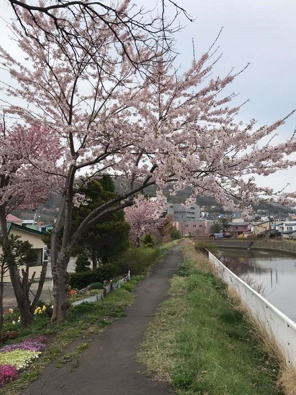 鷲別川沿いの桜