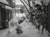 庭も雪に埋もれて