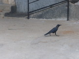 スリランカのカラス