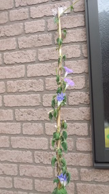 命の朝顔ピンク