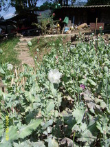 麻薬の原料ケシ