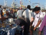 漁港の賑わい2