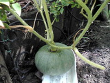 我が家のカボチャ