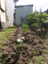 今年もトマトを