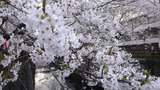 目黒川の桜
