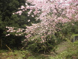 県内の桜もそろそろ終わり