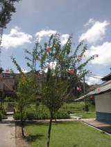 これがハイビスカスの木