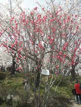 隅田川のハナモモ