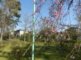 しだれ桜