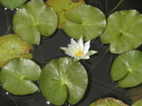 ヒツジ草