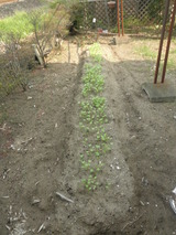 大根も芽を出した