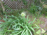 我が家の花、アガパンサス