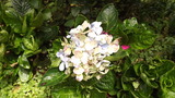 この時期にアジサイが