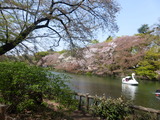 井の頭公園の残り桜