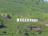 Mackwoods茶園