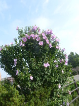 散歩途中の花・むくげ