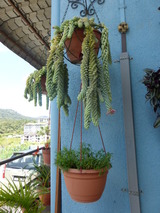 サボテンの先端に花が