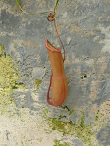 モンキーピッチャー