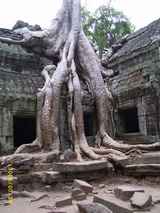 樹が宮殿を食う