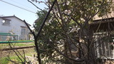 我が家の梅も咲いた
