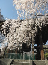鐘楼と桜