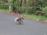 道路を横断するコアラ